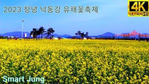 2023 창녕 낙동강 유채꽃 | 드론영상 | Korea Changnyeong Rachae Flower Festival